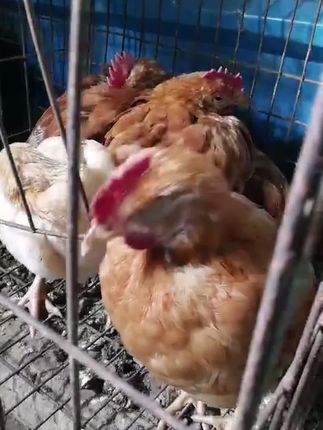 鸡呼噜怪甩脖子咔咔养鸡养鸭养鹅常备