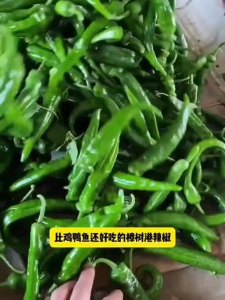 #樟树港辣椒今年别再种普通的辣椒了,种点这个樟树港辣椒吧,它皮薄肉脆,吃起来比肉还香#辣椒种植