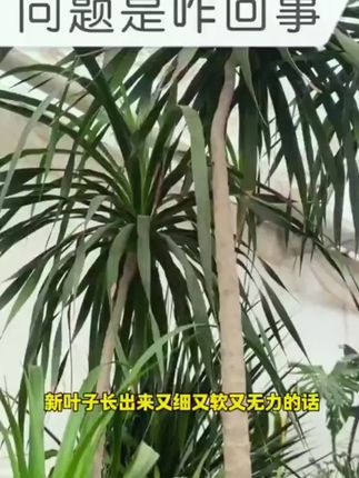 #龙血树 出现树干变软,叶尖发黄干枯等情况,这是因为缺少养分导致的。可以用这个专门的营养液,给它补充所需的养分。