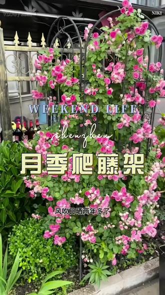 #爬藤架 #植物爬藤支架 #爱生活爱养花