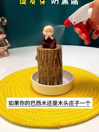 想要养好养大巴西木,营养液必不可少#爱生活爱养花 #花卉绿植 #巴西木 #巴西木又叫幸运木 #种植小技巧