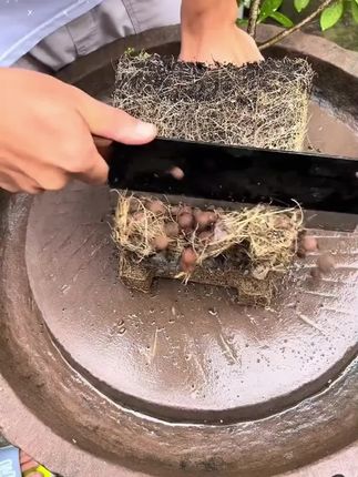 植物急救宝通用型鲜花绿植花卉盆栽防治解决烂根黄叶化水黑腐菌剂