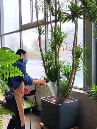 #龙血树 出现树干变软,叶尖发黄干枯等情况,这是因为缺少养分导致的。可以用这个专门的营养液,给它补充所需的养分。