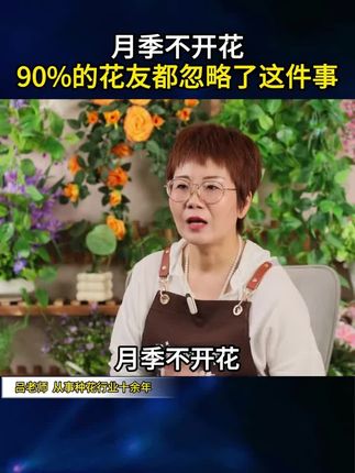 月季不开花,你就给它用这个月季肥,很快枝繁叶茂花满盘!