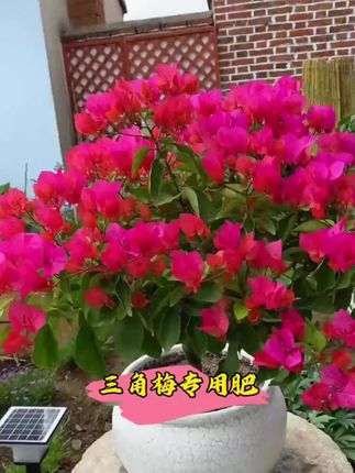 三角梅其实很贪吃,满足它的大胃口,就能常年爆花、一茬一茬开不断#三角梅 #三角梅养护