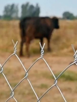 热镀锌铁丝网勾花网牛羊圈围栏圈地鱼塘防护网果园网钢丝网养殖网