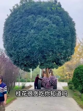 #桂花 很贪吃你知道吗?给它喂点这个,很快枝繁叶茂开花多!#桂花树 #家庭养花 #养花小知识