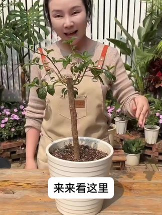三角梅叶子发黄还掉瓣?赶紧插这支小红水!改良土壤补养分,叶子油亮花苞稳 #三角梅植物再生剂 #土壤改良