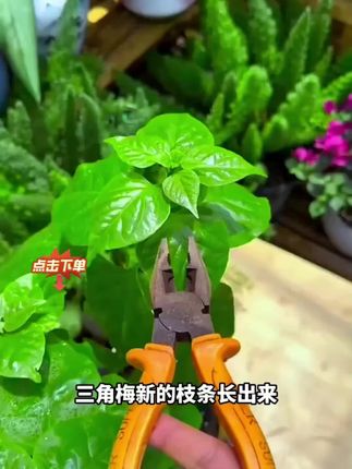 基地都在用的开花粉 家里养的花不开花怎么办,快来试试这个养花基地都在用的快速开花粉吧#花卉绿植 #养花 #施肥