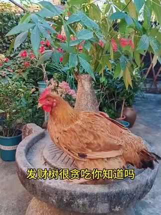 现在这个时间要抓紧时间给家里的 #花卉绿植 追施一波肥了#爱生活爱养花