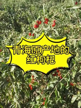 你们还在买宁夏枸杞吗?今天带你们看点不一样的#红枸杞#枸杞#青海枸杞#传统滋补品#三农