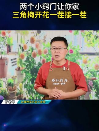 为什么说养花的尽头是三角梅呢#养花#花卉#养花小知识 #三角梅