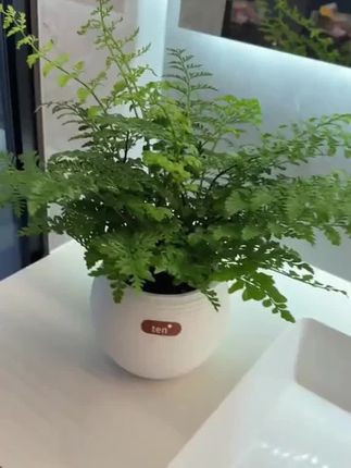 #花卉绿植 #吉姆蕨 #爱生活爱养花 #超便宜超划算 #室内绿植