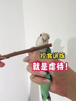 麻子仁小食解闷防啄笼