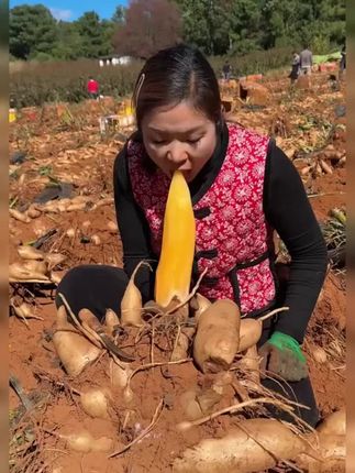 这个就是大家喜欢吃的雪莲果,清甜脆爽,细腻化渣, 喜欢吃的赶紧来尝尝鲜吧!现挖现发#低糖低脂低热量