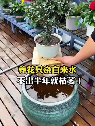 一次使用长久释放养分!家里的植物黄叶掉叶长势不好!就用植物再生剂!