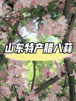 用山东的紫皮蒜传统古法腌制,颗颗饱满,颜色翠绿,清脆爽口酸甜好吃,没有辛辣味,平时用他配点饺子面条,好吃又解腻