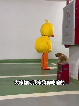 为什么她的狗狗这么爱吃这款狗粮?#网易天成专业好宠粮 #狗粮推荐