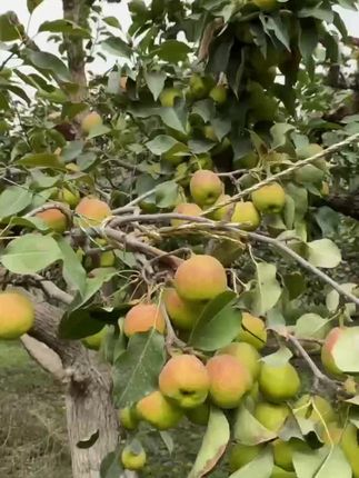 #鸭梨#雪梨#梨#秋月梨#梨子#砀山梨#太婆梨#香蕉梨#正宗烟台太婆梨#玉露香梨#宁陵酥梨#库尔勒香梨#红啤梨#脆甜多汁