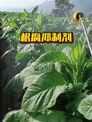 黑根烂根黄叶干尖必备根腐抑制剂喷施滴灌冲施均可适用于任何作物#水溶肥料#根腐#强力生根粉
