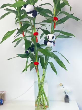 基地精选70 - 110厘米富贵竹水培植物室内客厅绿植花卉