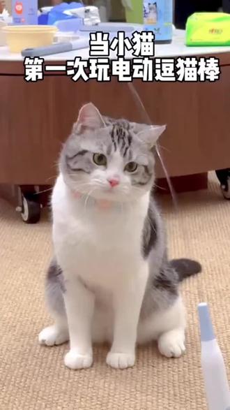 当小猫拥有了一个好玩的玩具#猫咪