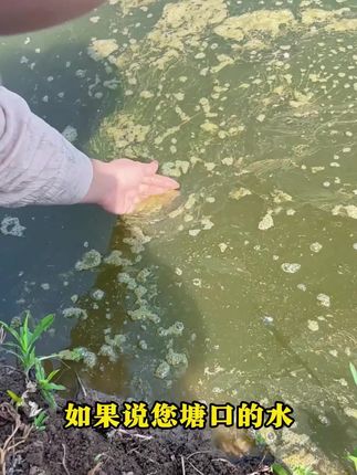 水浓,水绿,氨氮,亚盐,泡沫油膜有机质多怎么办?#水产养殖技术 #南美白对虾#芽孢 #大闸蟹养殖 #四大家鱼养殖