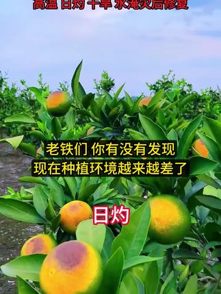 2025年农作物抗高温干旱日灼还没有使用过单一氨基酸“脯氨酸”的一定要试试!