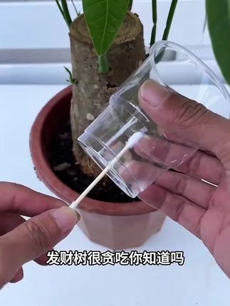 现在这个时间要抓紧时间给家里的 #花卉绿植 追施一波肥了#爱生活爱养花