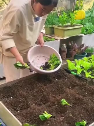 #孔雀菜种子 #蔬菜种子 #阳台小院均可种植 #在家种菜 #自己种的纯天然的绿色蔬菜