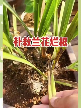 植物焦尖掉叶等各种问题,可以用这个枯草芽孢杆菌预防