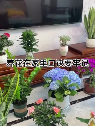 有了这个#植物营养液 ,再也不担心花苞不开花, 绿植黄叶掉叶了,操作简单,温和不伤苗,效果杠杠滴!