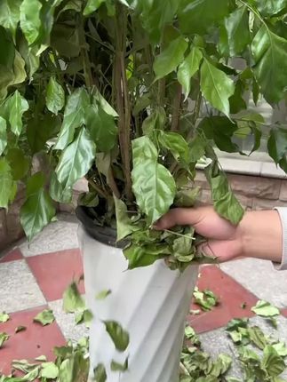 幸福树只要得到满足才不会黄叶掉叶,给它浇这种水,很快枝叶油绿冒新芽还爱开花!