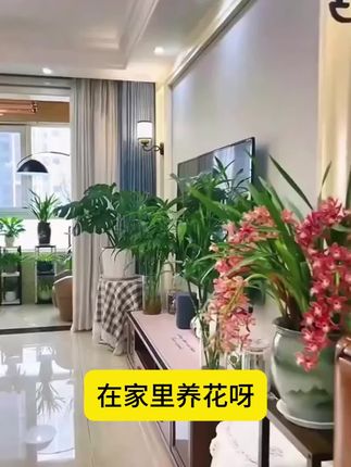 富贵竹黄叶烂根?给它浇这种水,富贵竹根系发达枝繁叶茂!