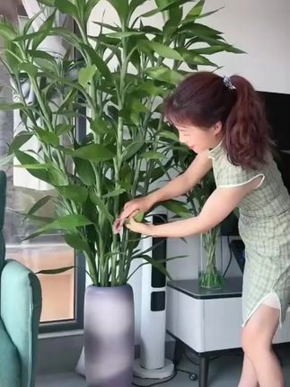 万能“营养 液”,烂根、黄叶别再愁!只需一瓶营养 液,轻松解决