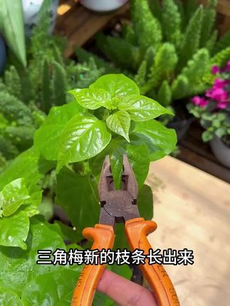 #三角梅 #花卉绿植 的开花口诀,你也可以养得很好#岔栽 #养花小知识
