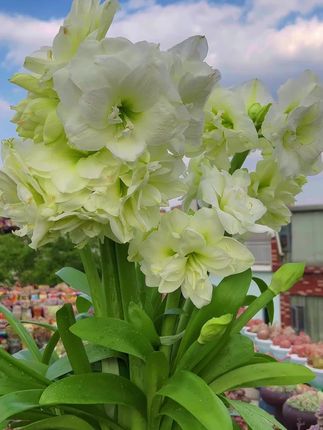 朱顶红哪种花能成为你的梦中情花 #朱顶红开花了 #爱生活爱养花 #花开富贵好运来