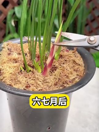 每个兰花盆里都撒一勺,根壮苗旺,爱开花#养花小知识#种植小技巧#兰花