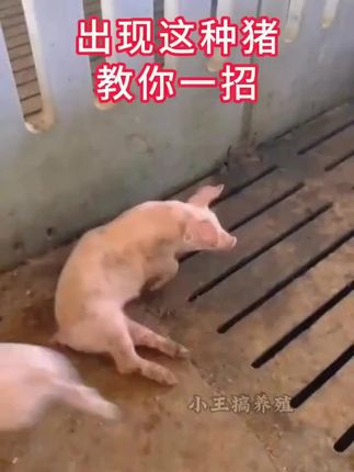 牲口长太慢?强壮液用上,一天天见好