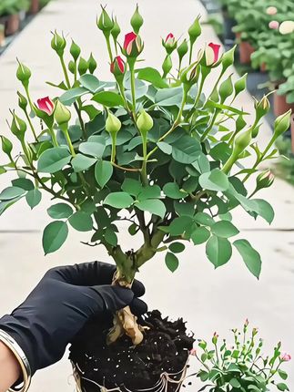 喜欢养花的朋友不要错过,玫瑰老桩好养省心,四季开花浓香型 #玫瑰老桩 #玫瑰 #花卉绿植