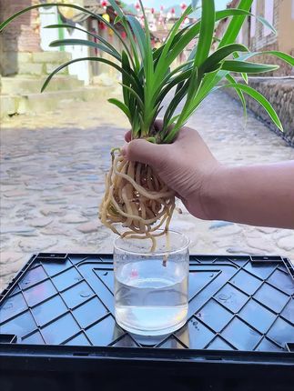 可以水培土培的兰花,好看又大气,你确定不养一颗吗??