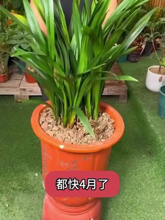 为什么说养花的尽头是兰花呢#养花#花卉#养花小知识 #兰花