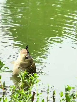快挂短子线双钩8厘米成品防缠绕土鲮鱼梅州钓法新关东伊势尼鱼钩