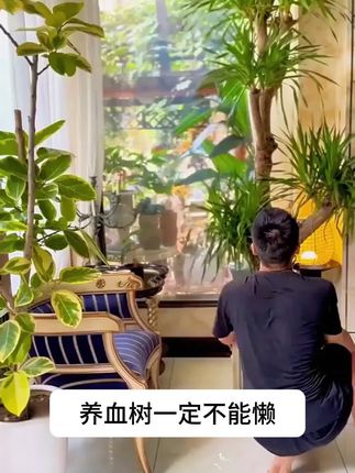 龙血树焦尖黄叶烂根?给它浇这种水很快就会枝繁叶茂!