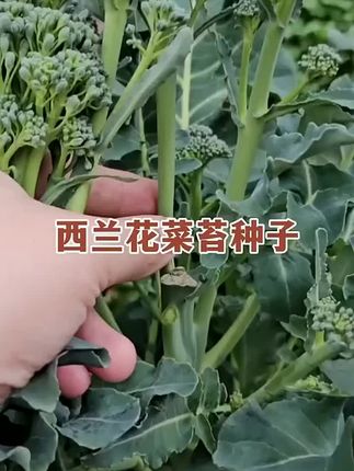 西兰花大家都吃过,西兰苔肯定没吃过,家里空地花盆种上些吧 #蔬菜种子 #在家种菜 #西兰苔 #优质农产品