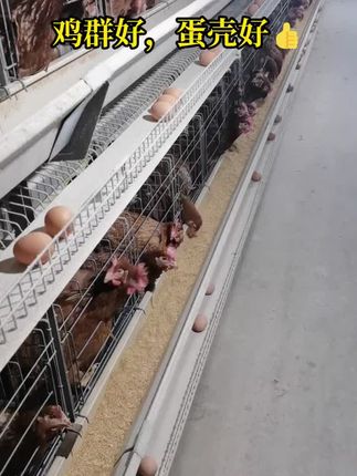 蛋鸡育雏期这样用胆汁酸,提高营养利用、周增重、饲料消化吸收,减少过料,降低饲料成本