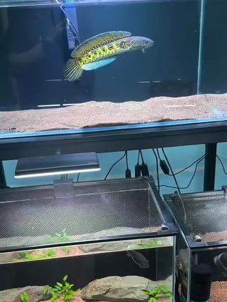 磁吸防跳网,大小自行裁剪,简易安装,不伤鱼,什么缸都通用,再也不用担心小鱼会跑出来了