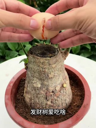 植物怎么养都不开花你就给它用这个水,很快枝繁叶茂花满盘!