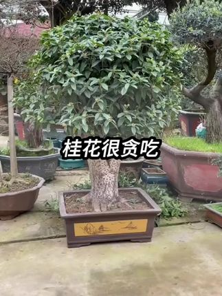 养桂花一定牢记这条口诀,你也是养桂花高手#桂花 #养护小知识 #种植小技巧 #种花 #施肥