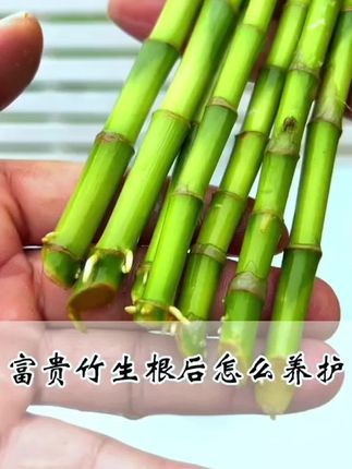 富贵竹黄叶烂根?给它浇这种水,富贵竹根系发达枝繁叶茂!
